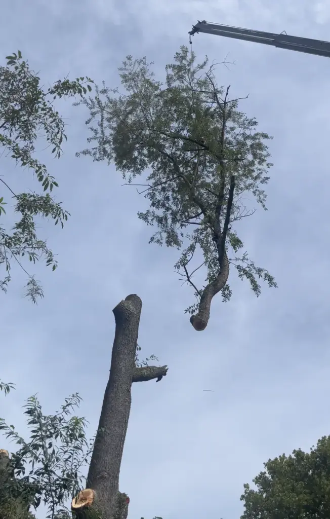 A crane lifting a cut section of an old backyard tree above the remaining trunk