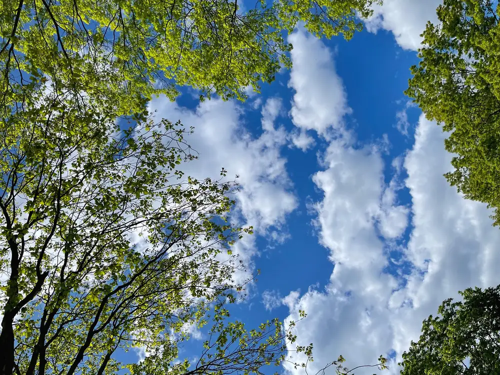 Looking up through tall green tree canopy at a blue sky with white clouds on a neighborhood walk